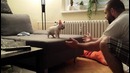 Французский бульдог учится прыгать