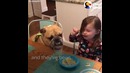 Бульдог и девочка самые лучшие друзья