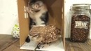 Дружба котенка и совенка