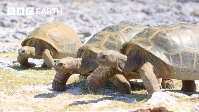 Can These Tortoises Avoid Being Boiled In Their Shell? | A Perfect Planet | 4K UHD | BBC Earth