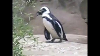 Пингвин-фотолюбитель