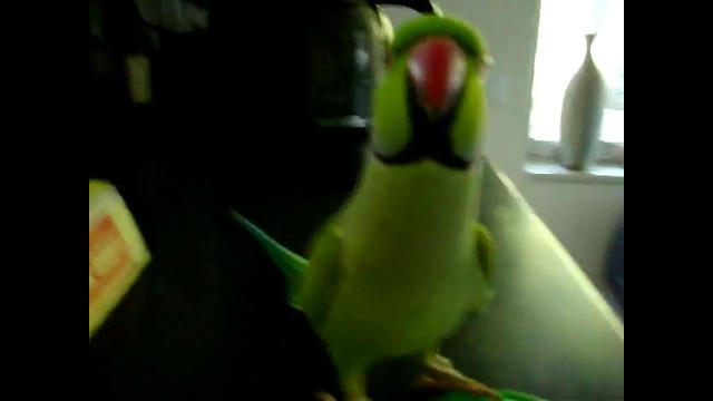 Peeper – общительный ожереловый попугай:)