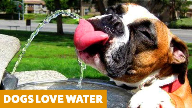 Funny Dogs Playing With Water | Funny Pet Videos