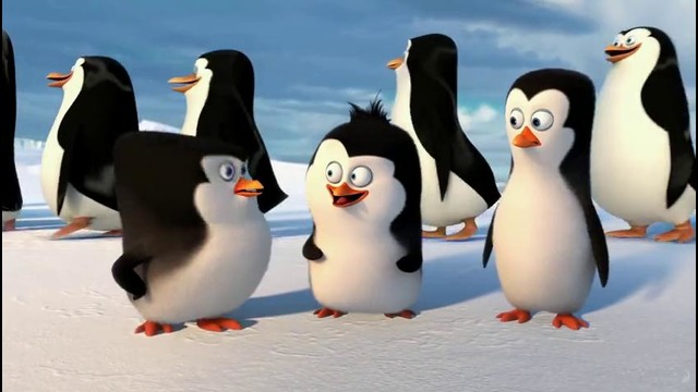 Пингвины мадагаскара – «пингвины антарктики»