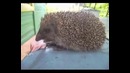 Что будет если накормить ёжика колбаской