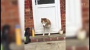 Funny Pet Fails: Lock The Doggy Door! (August 2017) || FailArmy