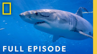Counting Jaws (Full Episode) | National Geographic