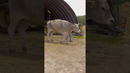 Tallest steer – Tommy at 1.87 metres (6 ft 1 in)