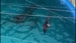Рождение дельфина в одесском дельфинарии