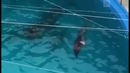 Рождение дельфина в одесском дельфинарии