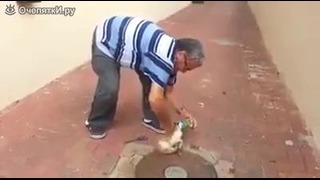 Спас котёнка от смерти
