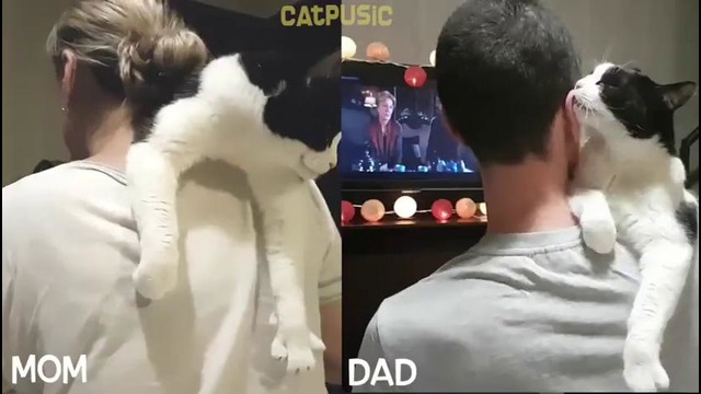 Кого кот любит больше