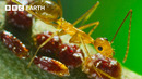 Nature’s Tiny Terrors | BBC Earth