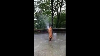 Собачка охлаждается в жару