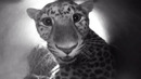 New-born Amur Leopards | Nature’s Miracle Babies | BBC Earth