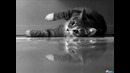 Flёur – Тёплые коты