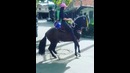 Лошадь танцует на лезгинку