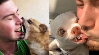 Angry-Funny Dogs And Cats