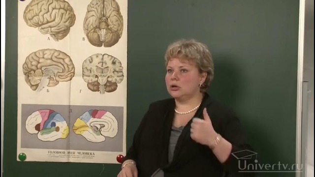 Анатомия – Головной мозг. Строение и функции