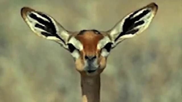 Pryapisme – Un druide est giboyeux lorsqu’il se prend pour un neutrino