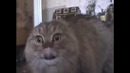 Говорящий кот in da mix