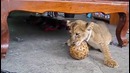 Это САМОЕ МИЛОЕ видео в мире! Попробуй не улыбнуться