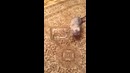 «Жидкий» кот в банке:D
