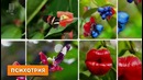 Невероятные растения, которые похожи на что-то другое