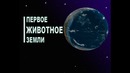 Первое животное Земли