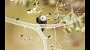 Botanicula
