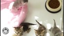 Mega Meows Compilation