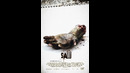 Arra 1 }} SAW 1
