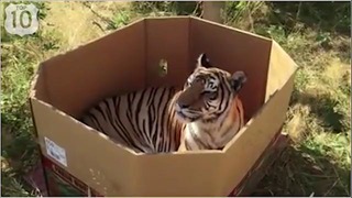 Прикол дня:Тигр играет в коробке как кошка