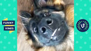 “pets that make you smile “ | try not to laugh – funny animal videos