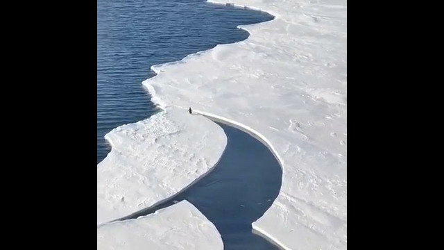 Беги пингвин