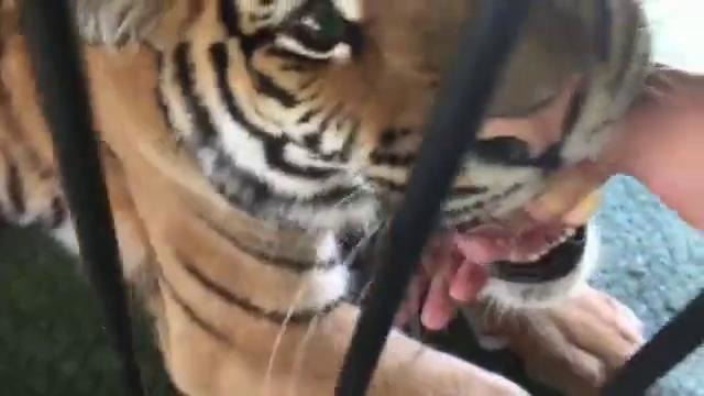 Тигр ласково покусывает руку хозяина