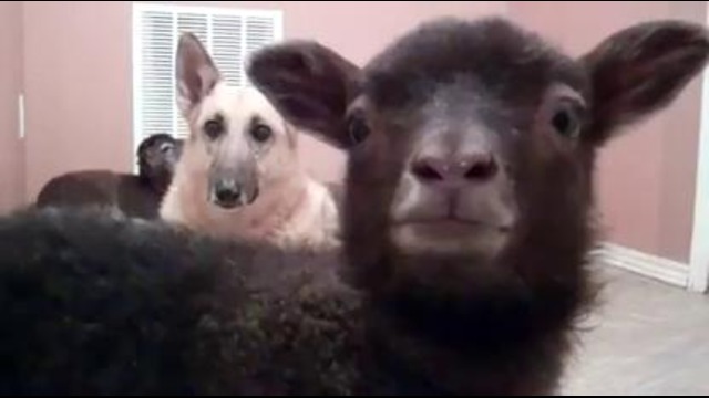 Yeah lamb