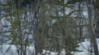 РЫСИ – Хорошо утепленные кошки на снегоступах гоняют койотов и ловят оленей
