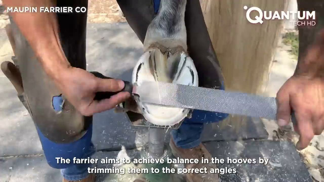 Satisfying Hoof Restoration Start to Finish | Farrier ASMR by @MaupinFarrierCo