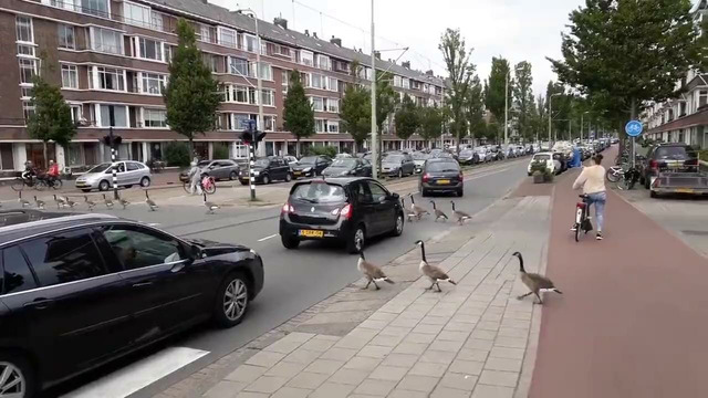 Пробка на дороге из-за канадских гусей. Гаага, Нидерланды
