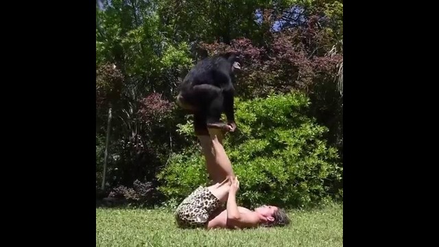 Тренировка с шимпанзе