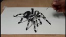 3D Spider – Speed Drawing