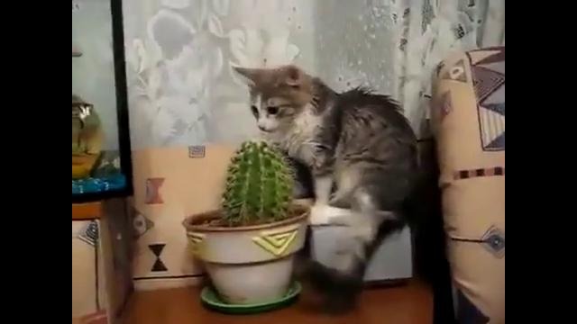 Кот ест.. кактус