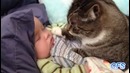 Кошки любят Детей:)