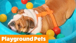 Cute Playground Pets | Funny Pet Videos
