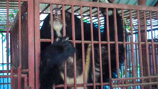 Saving Bears In The Wildlife Trade Across Asia | Bears About The House | BBC Earth