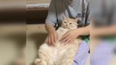 Приколюха с животными коты