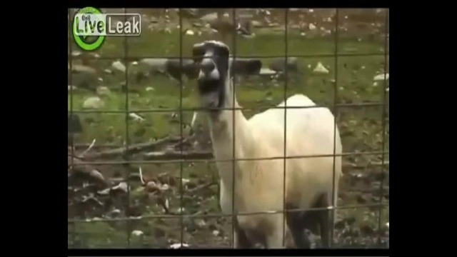 Whitney Houston-Мега Прикол
