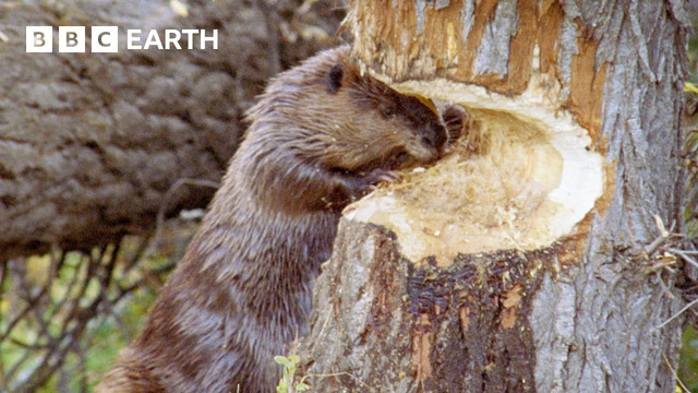 Busy Beavers Build Dam Ahead of Winter | Yellowstone | BBC Earth