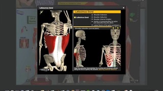 Биомеханика работы мышц. Широчайшая мышца спины